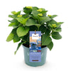 Bauernhortensie ‚Magical Revolution Blue' – Hydrangea macrophylla – Ansicht 2