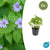 Knotiger Storchschnabel – Geranium nodosum – 6 Stück