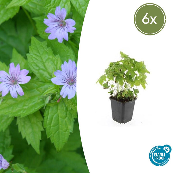 Knotiger Storchschnabel – Geranium nodosum – 6 Stück