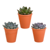 Echeverien-Mix – Echeveria