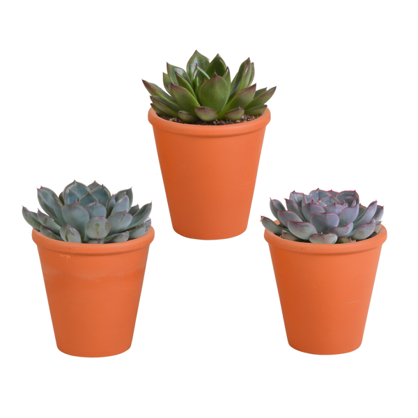 Echeverien-Mix – Echeveria