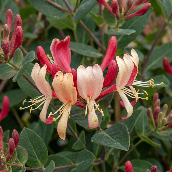 Waldgeißblatt ‚Serotina' – Lonicera periclymenum – Ansicht 3