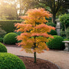 Fächerahorn ‚Katsura' – Acer palmatum – Ansicht 5