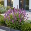 Steppensalbei ‚Sensation Deep Pink' – Salvia nemorosa – Ansicht 6