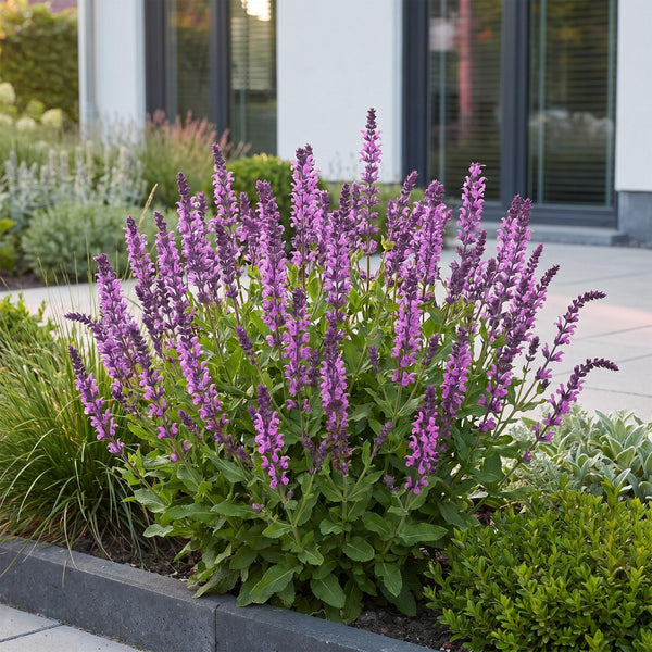 Steppensalbei ‚Sensation Deep Pink' – Salvia nemorosa – Ansicht 6