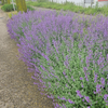 Katzenminze – Nepeta – Ansicht 5