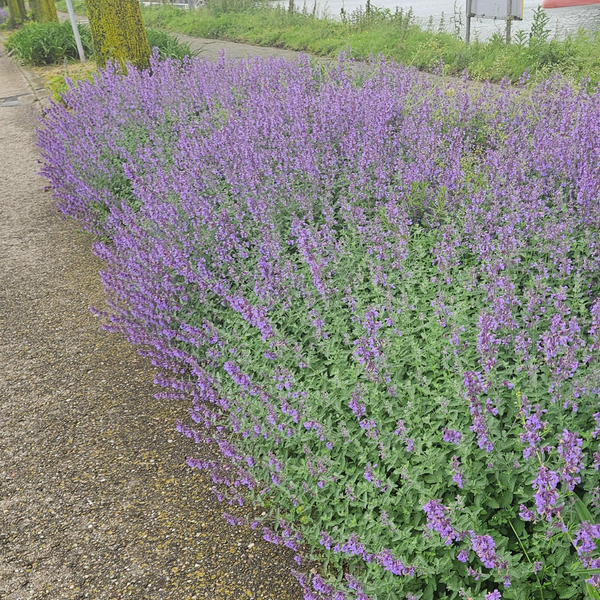 Katzenminze – Nepeta – Ansicht 5