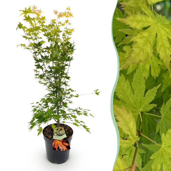 Fächerahorn ‚Orange Dream' – Acer palmatum