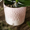 Schmetterlingsorchidee ‚Antwerp' – Phalaenopsis – Ansicht 2