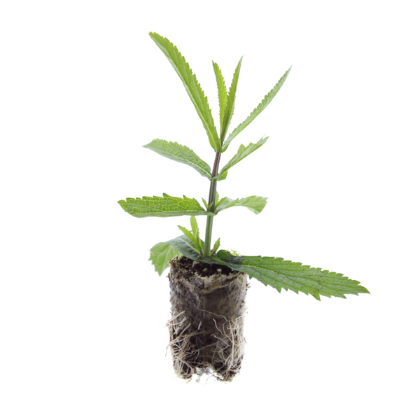 Eisenkraut – Verbena – Ansicht 6