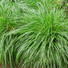 Japan-Segge ‚Intense Green' – Carex oshimensis – Ansicht 4