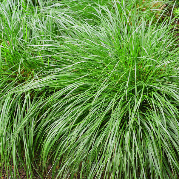 Japan-Segge ‚Intense Green' – Carex oshimensis – Ansicht 4