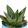 Sukkulenten-Set „Gasteria & Haworthia-Mix" – Gasterien und Haworthien – Ansicht 12