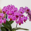 Pflanzen-Set „Bloom Purple" – Orchidee ‚Vienna' mit Grünpflanzen – Ansicht 5