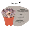Echeveria ‚Summer' – Ansicht 14