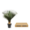Palmlilie – Yucca rostrata – Ansicht 4