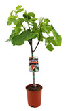 Feigenbaum – Ficus carica