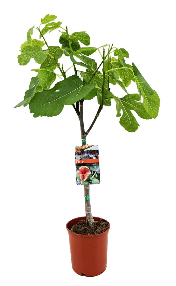 Feigenbaum – Ficus carica