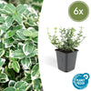 Kriechspindel ‚Emerald Gaiety' – Euonymus fortunei – Standard, 6 Stück