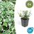 Kriechspindel ‚Emerald Gaiety' – Euonymus fortunei – Standard, 6 Stück