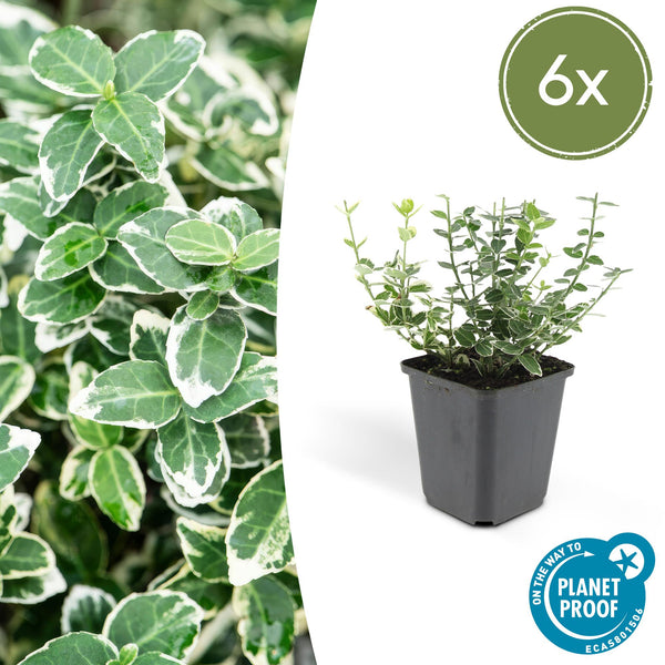 Kriechspindel ‚Emerald Gaiety' – Euonymus fortunei – Standard, 6 Stück