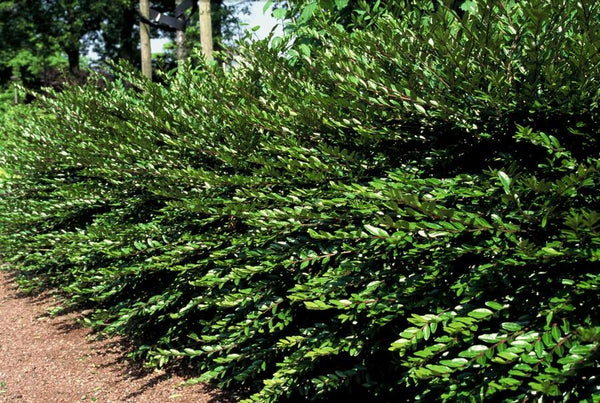 Böschungsmyrte – Lonicera pileata – Ansicht 4