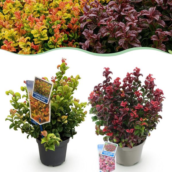 Traubenheide-Duo – Leucothoe in Gelb & Rot