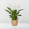 Einblatt ‚Torelli' – Spathiphyllum – Ansicht 6
