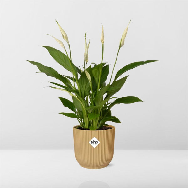 Einblatt ‚Torelli' – Spathiphyllum – Ansicht 6