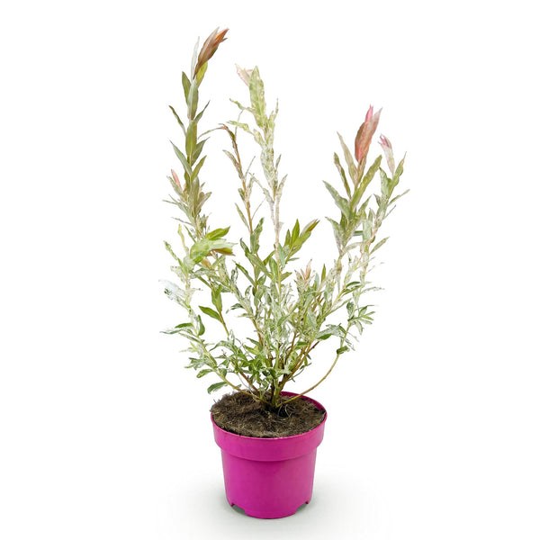 Harlekinweide ‚Flamingo' – Salix integra – Ansicht 2