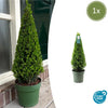 Stechpalme Pyramide – Ilex