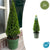 Stechpalme Pyramide – Ilex