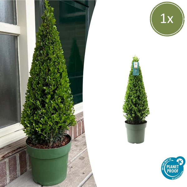 Stechpalme Pyramide – Ilex