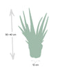 Aloe vera – Ansicht 4
