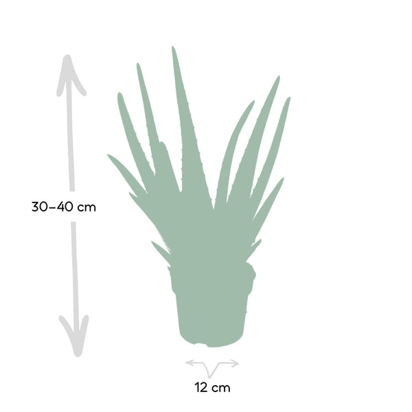 Aloe vera – Ansicht 4