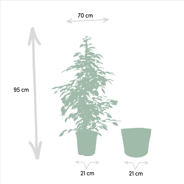 Birkenfeige ‚Golden King' – Ficus benjamina – Ansicht 4