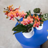 Schmetterlingsorchidee ‚Mineral Bolzano' – Phalaenopsis – Ansicht 4