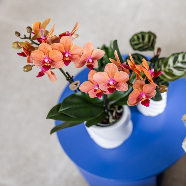 Schmetterlingsorchidee ‚Mineral Bolzano' – Phalaenopsis – Ansicht 4