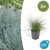 Blauschwingel ‚Elijah Blue' – Festuca glauca – 6 Stück