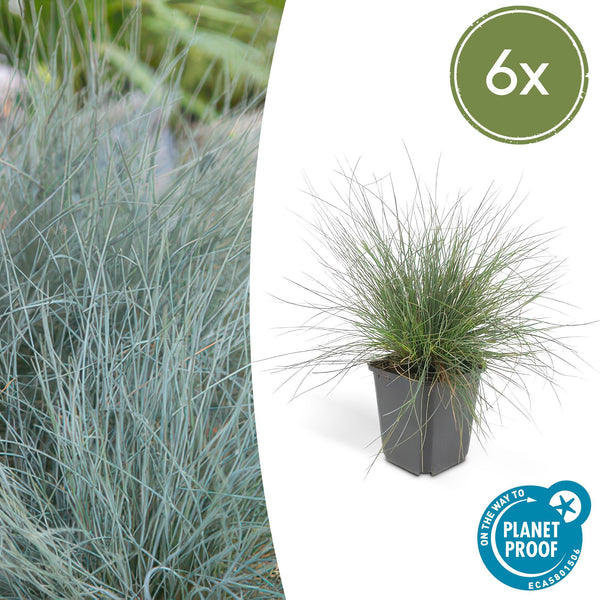 Blauschwingel ‚Elijah Blue' – Festuca glauca – 6 Stück