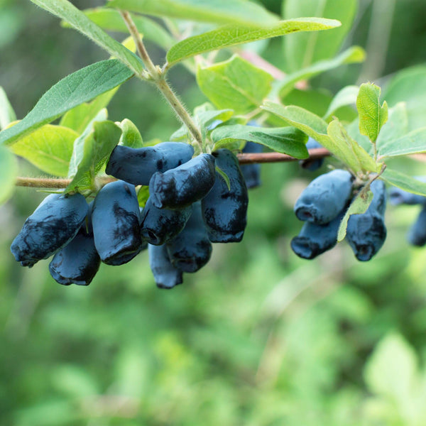 Maibeere ‚Kamchatika' – Lonicera caerulea – Ansicht 5