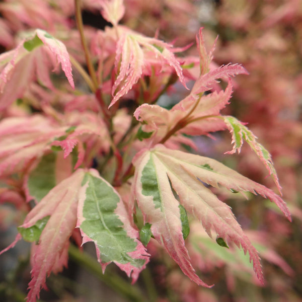 Japanischer Ahorn ‚Iyoshi' – Acer palmatum – Ansicht 5
