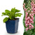 Fingerhut – Digitalis × mertonensis – 1 Stück