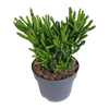 Geldbaum ‚Gollum' – Crassula ovata