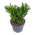 Geldbaum ‚Gollum' – Crassula ovata