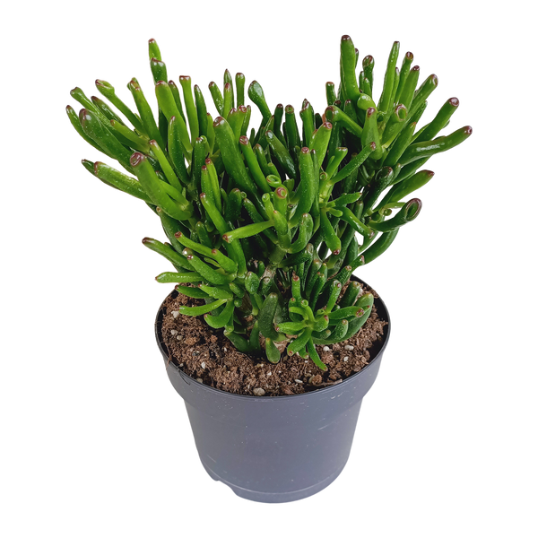 Geldbaum ‚Gollum' – Crassula ovata