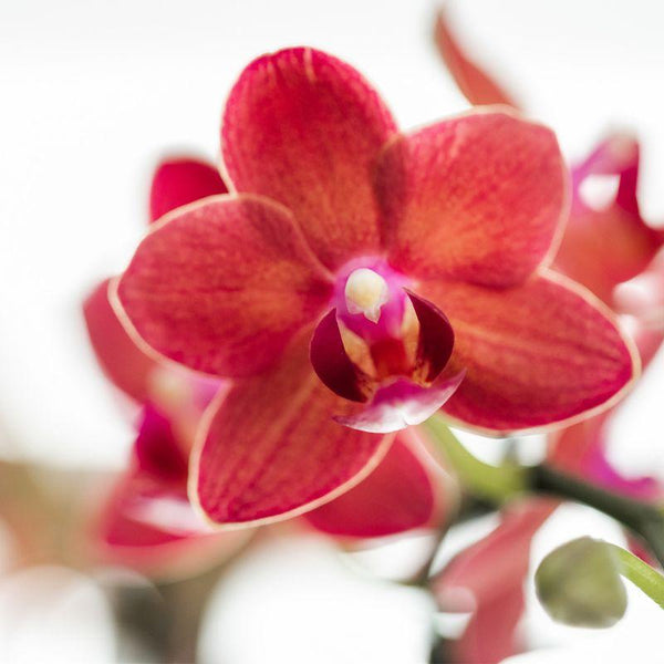 Schmetterlingsorchidee ‚Congo' – Phalaenopsis – Ansicht 9