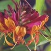 Geißblatt ‚Goldflame' – Lonicera × heckrottii – Ansicht 5
