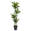 Drachenbaum ‚Golden Coast' – Dracaena fragrans