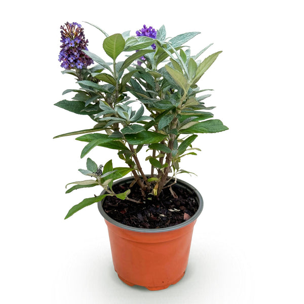 Schmetterlingsstrauch ‚Butterfly Candy Little Lila' – Buddleja davidii – Ansicht 2
